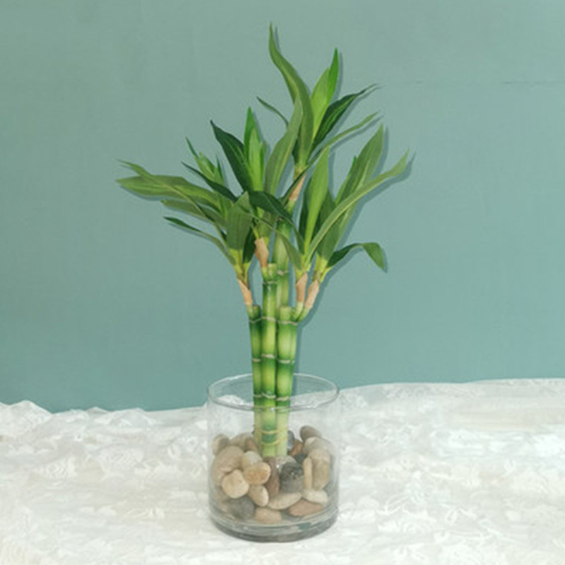 Aquarium Fish Farm - Nieuwe 40cm kunstmatige geluksbamboe succulent nepplant