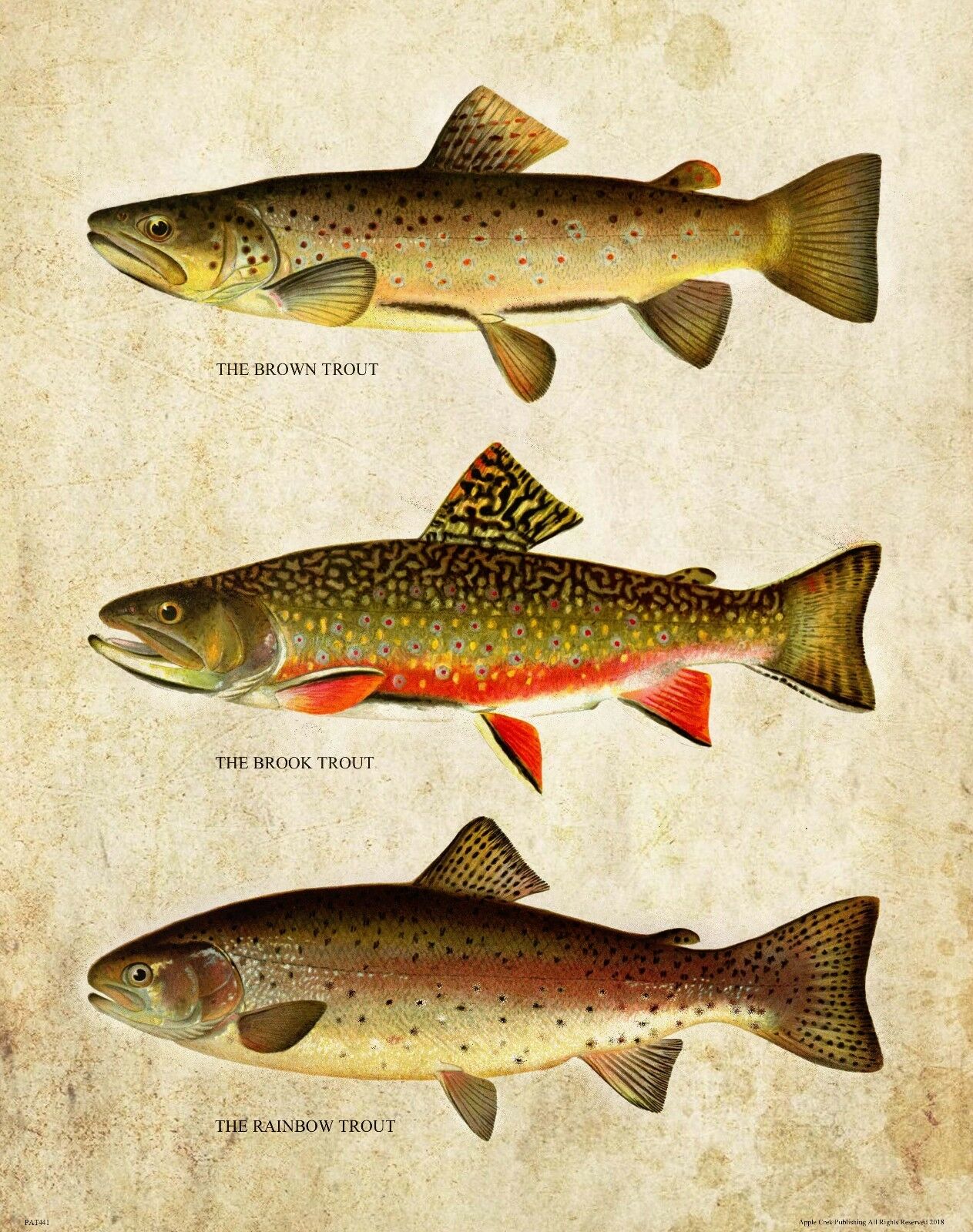 Aquarium Fish Poster - Vintage forel vliegvissen kunst foto print