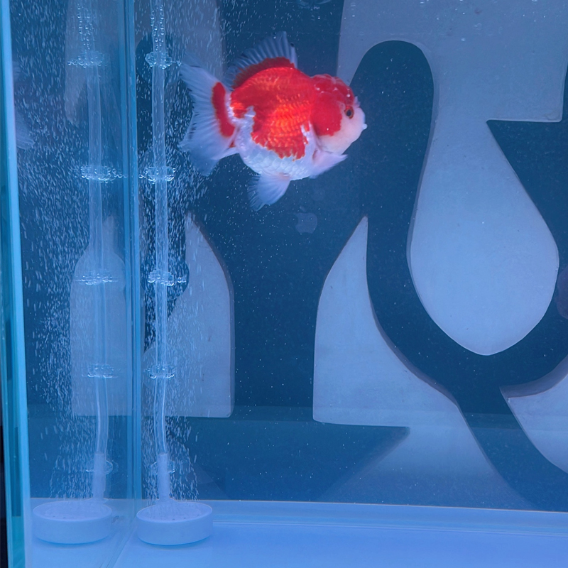 Aquarium Zuignap 10 Stuks Visb - Aquarium Fish Youtube recensie en prijs