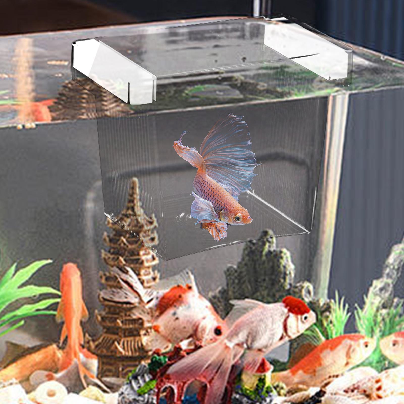 Drijvende viskweek isolatiebox - Aquarium Fish Feeder recensie en prijs