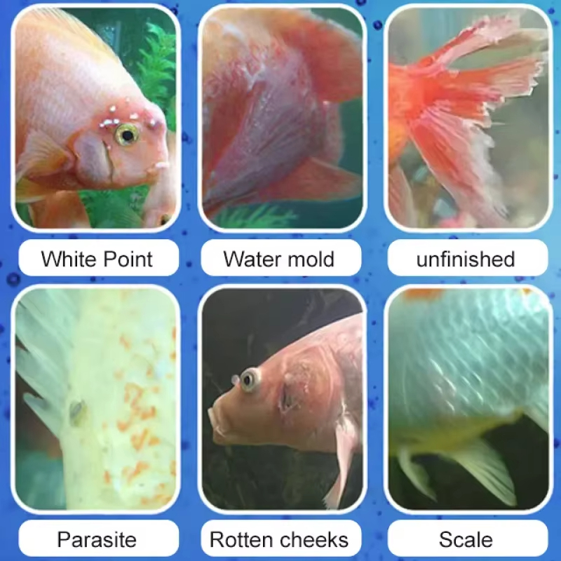 SIKEZHAN Behandeling van viszi - Aquarium Fish Medicine recensie en prijs