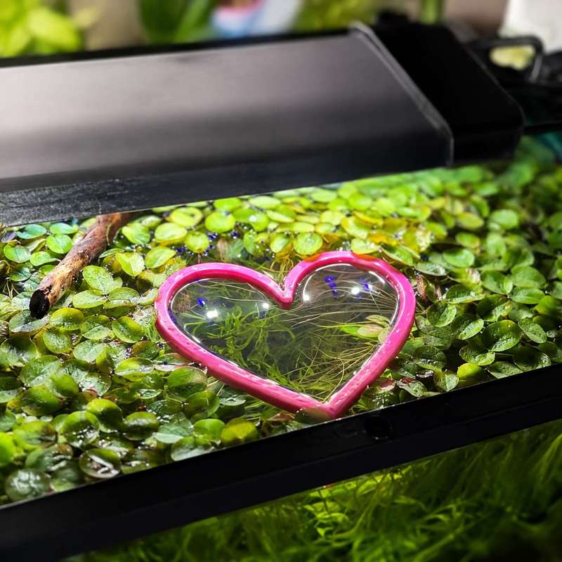 Hartvormige drijvende visvoede - Aquarium Fish Feeder recensie en prijs