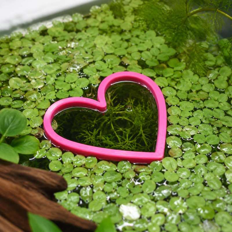 Hartvormige drijvende visvoede - Aquarium Fish Feeder recensie en prijs