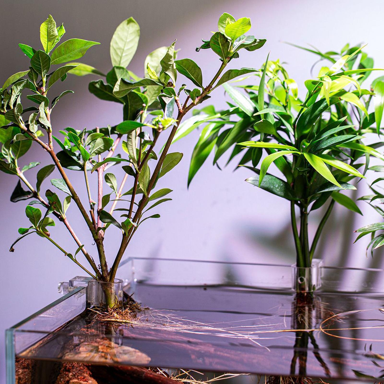 Mini Aquarium Plantenpot 6 Stu - Aquarium Fish Feeder recensie en prijs